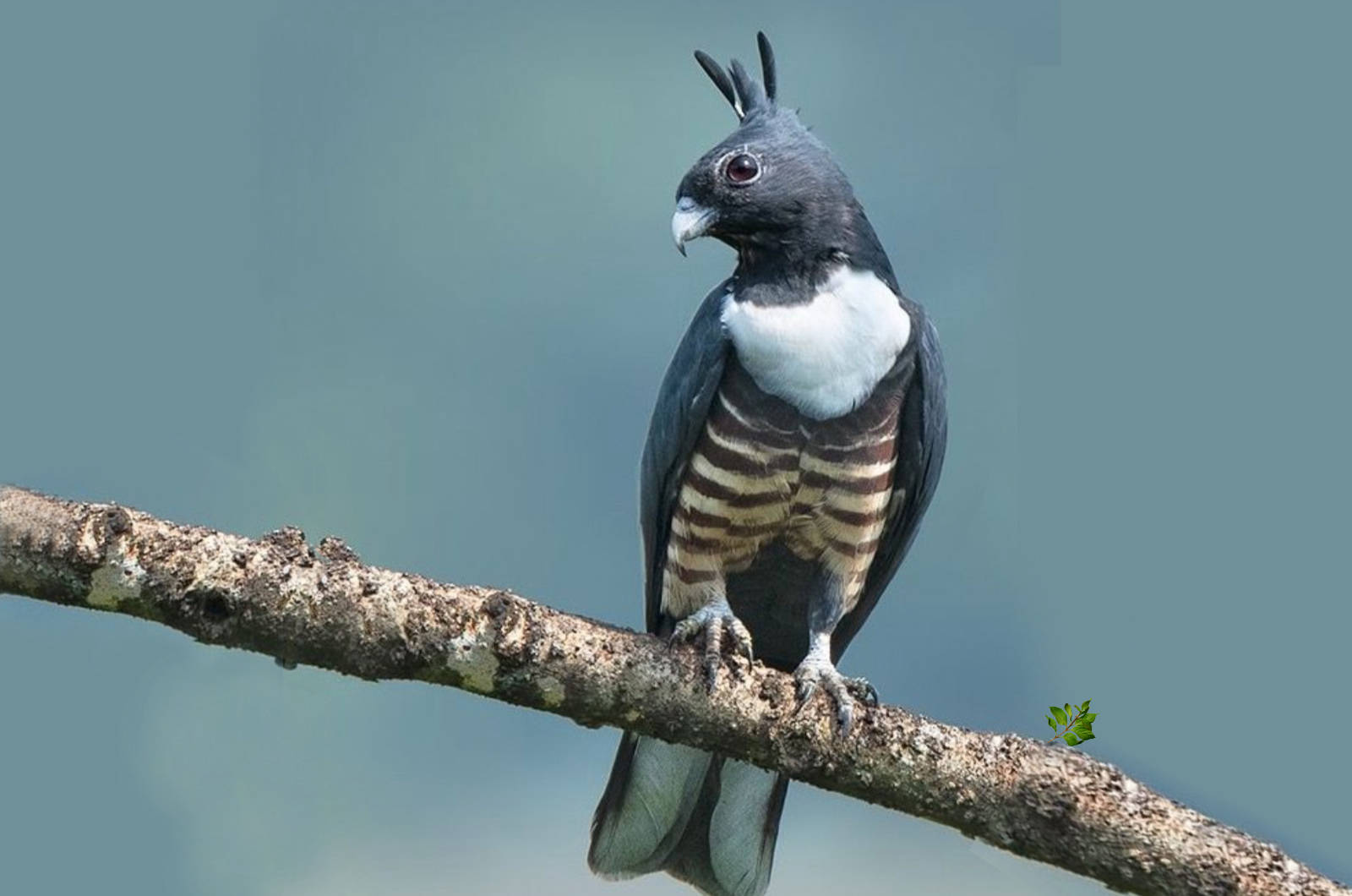 Black-baza