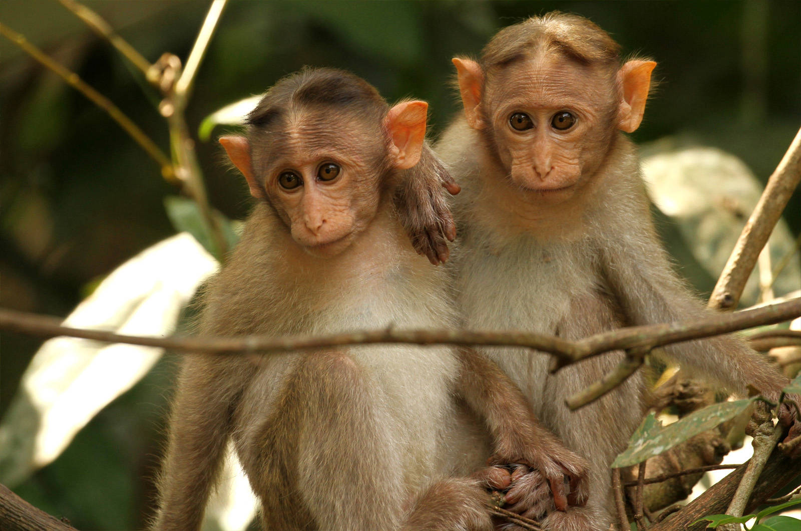 Bonnet-Macaque