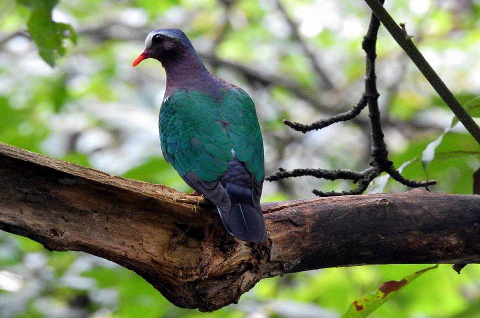 Emarald-dove