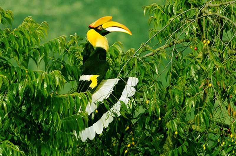 great-indian-hornbill