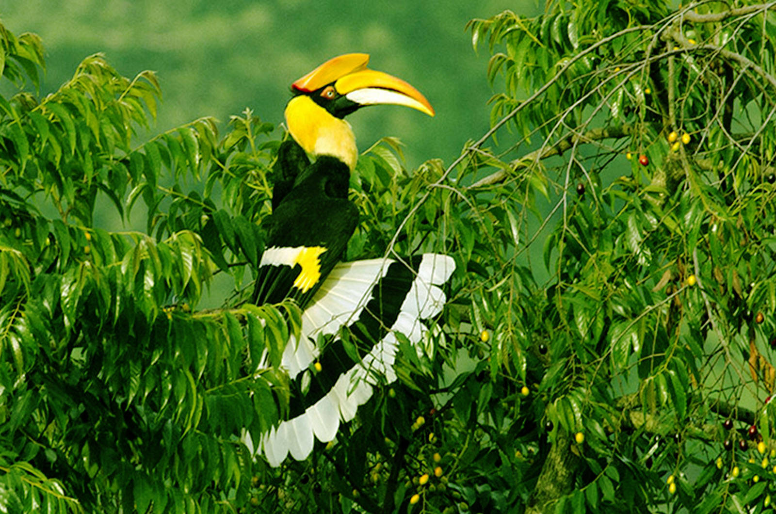 great-indian-hornbill