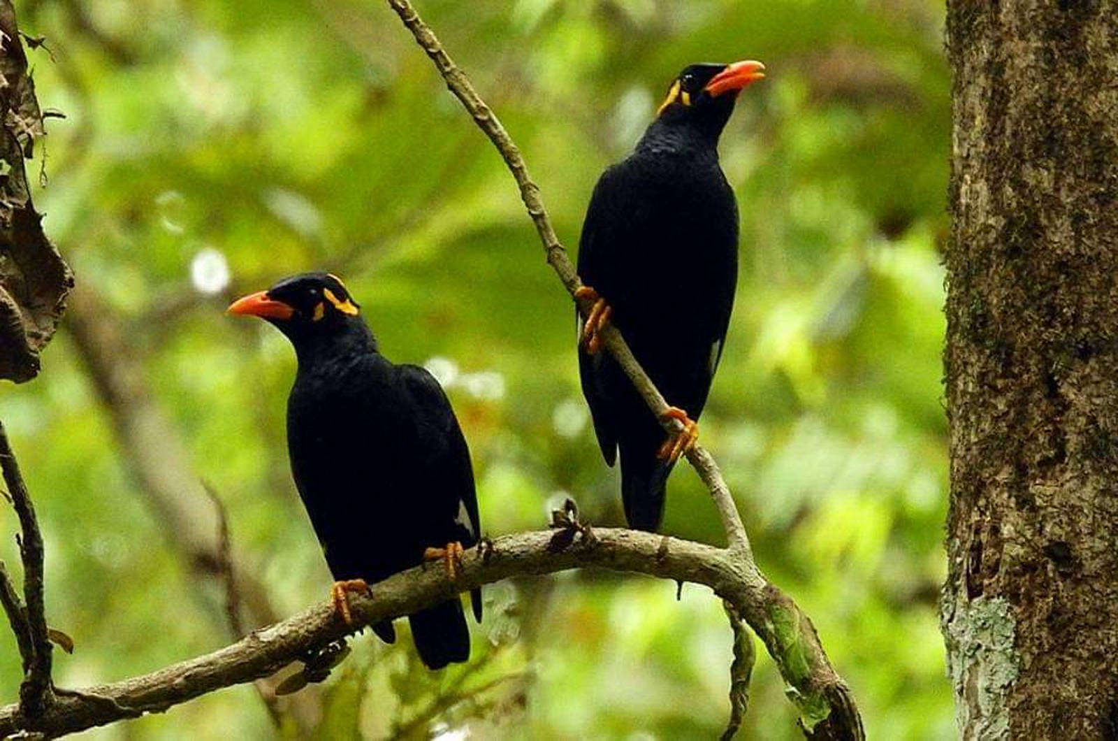 Hill-myna