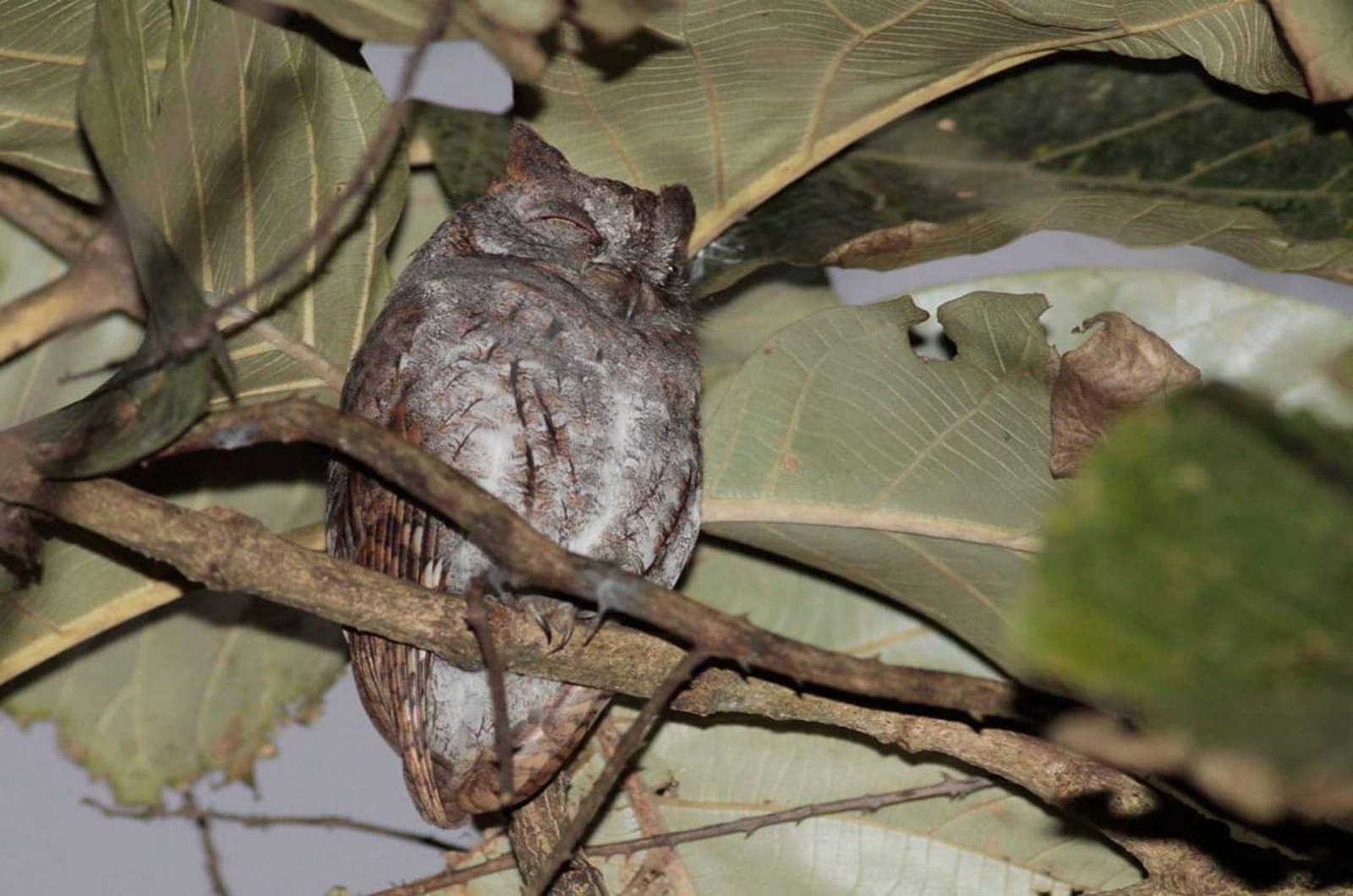 Indian-scops-owl