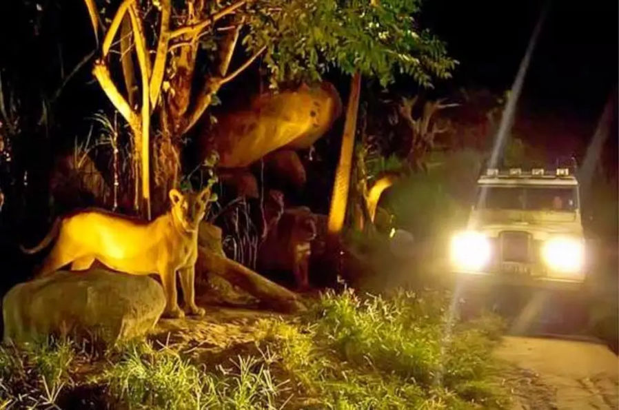 Night-safari