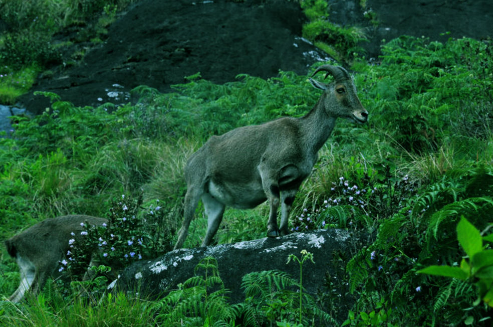 Nilgiri-tahr