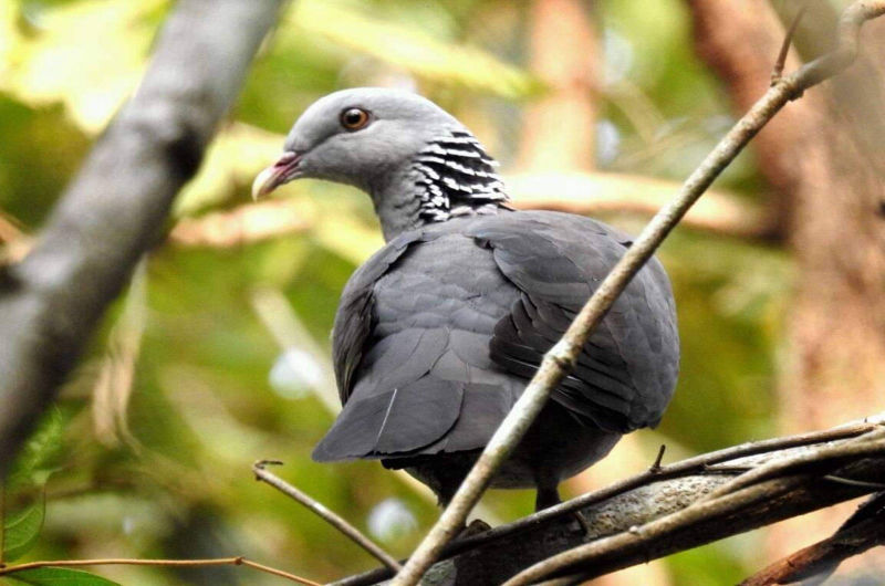 Nilgiri-wood-pigeon