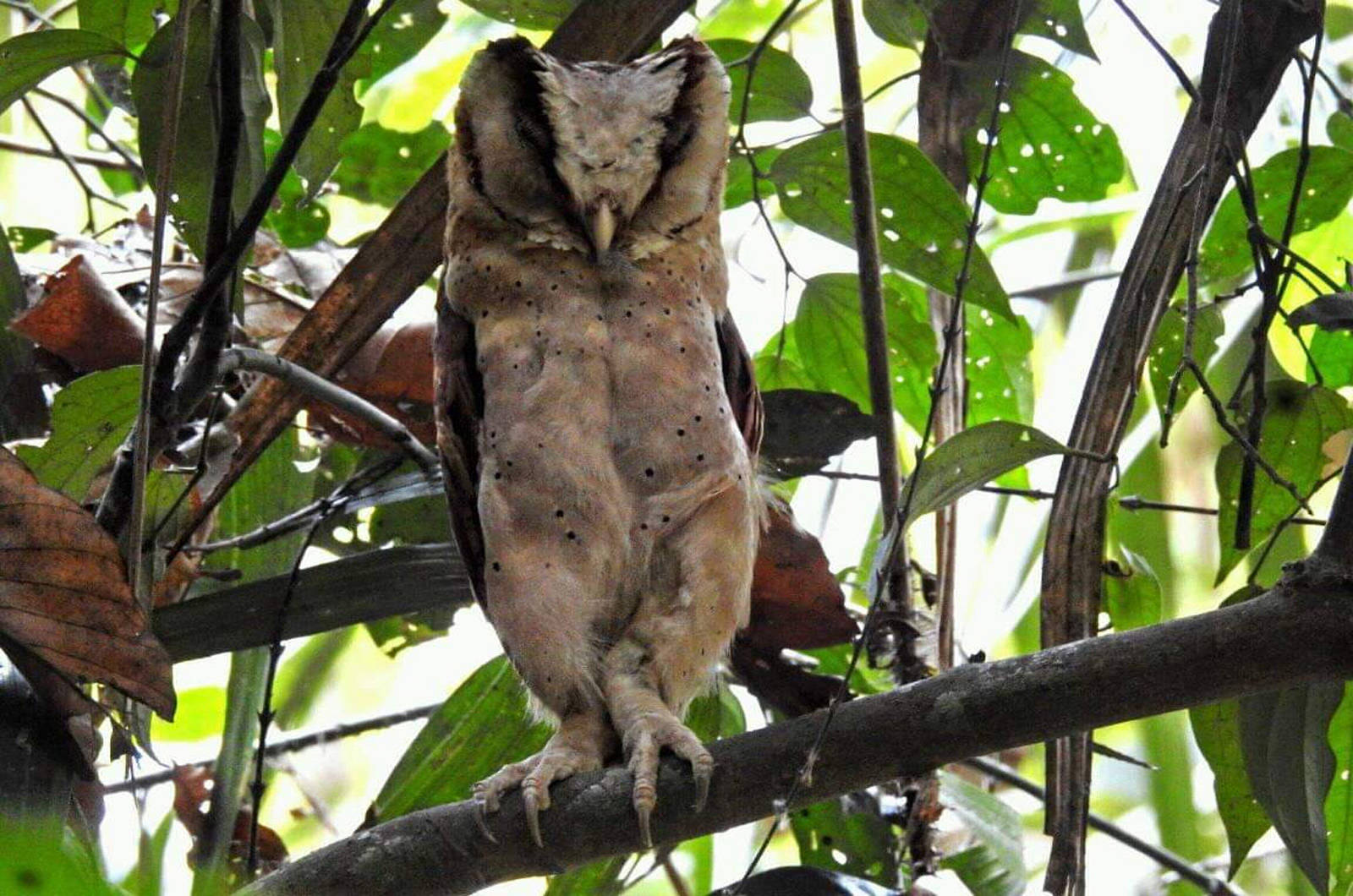 Oriental-bay-owl