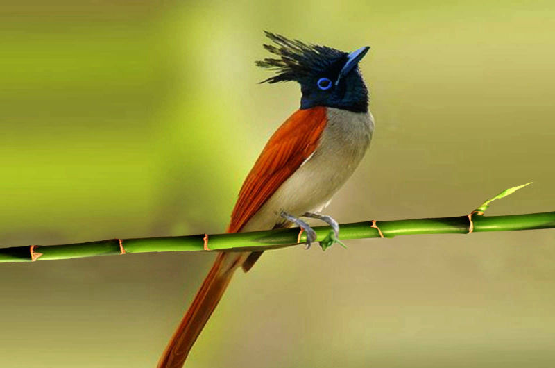 Paradise-flycatcher-female
