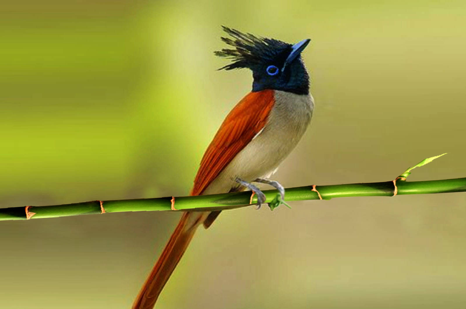 Paradise-flycatcher-female