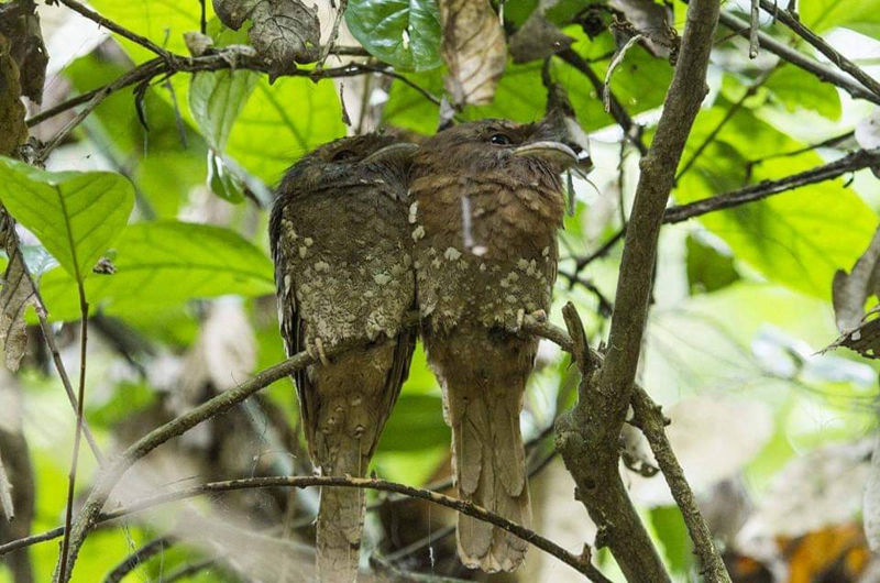 Sir-lankan-frogmouth