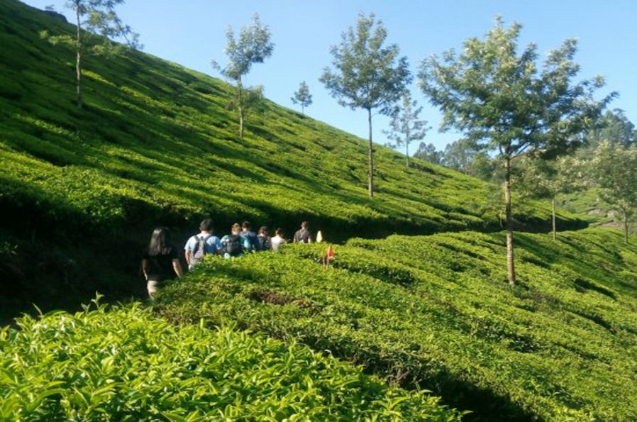 Tea-garden-trekking