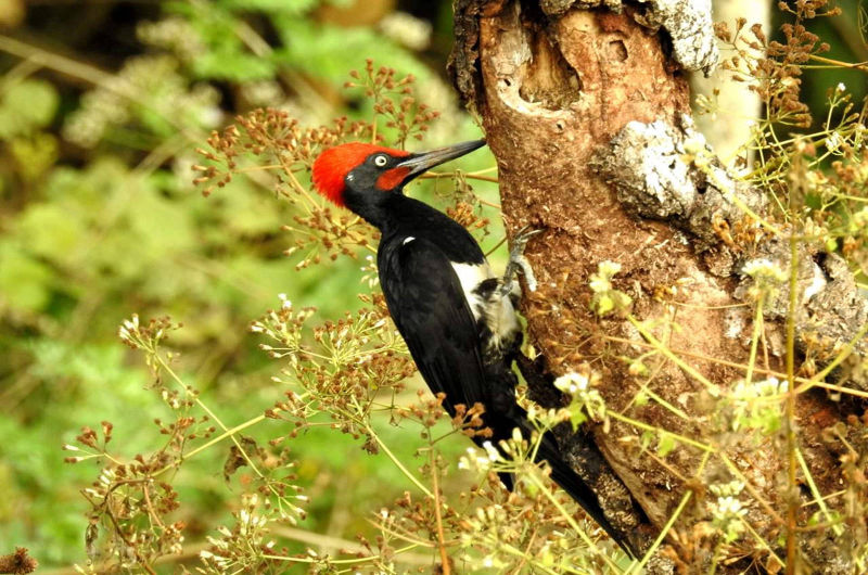 White-bellied-woodpecker